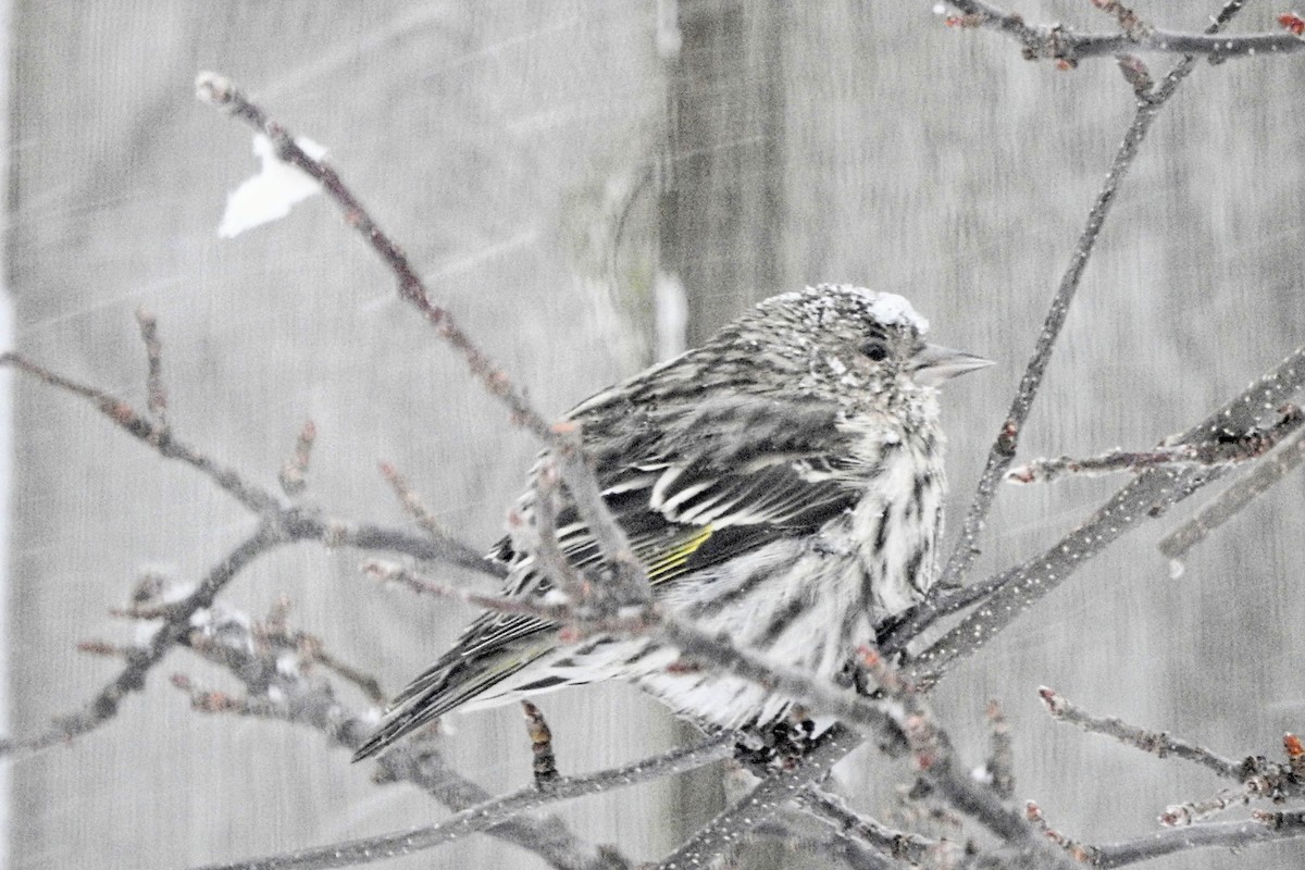 Pine Siskin - ML652915657