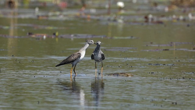 Lesser Yellowlegs - ML652915952