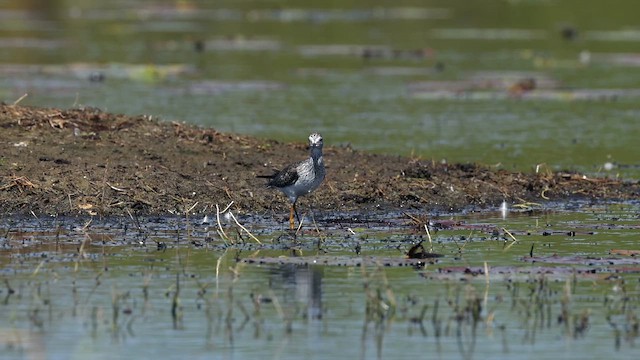 Lesser Yellowlegs - ML652915959