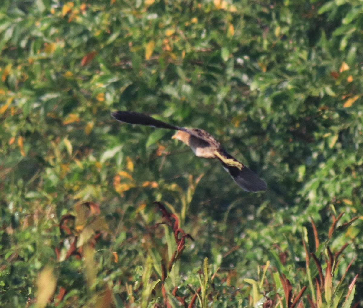 Watercock - ML652916041