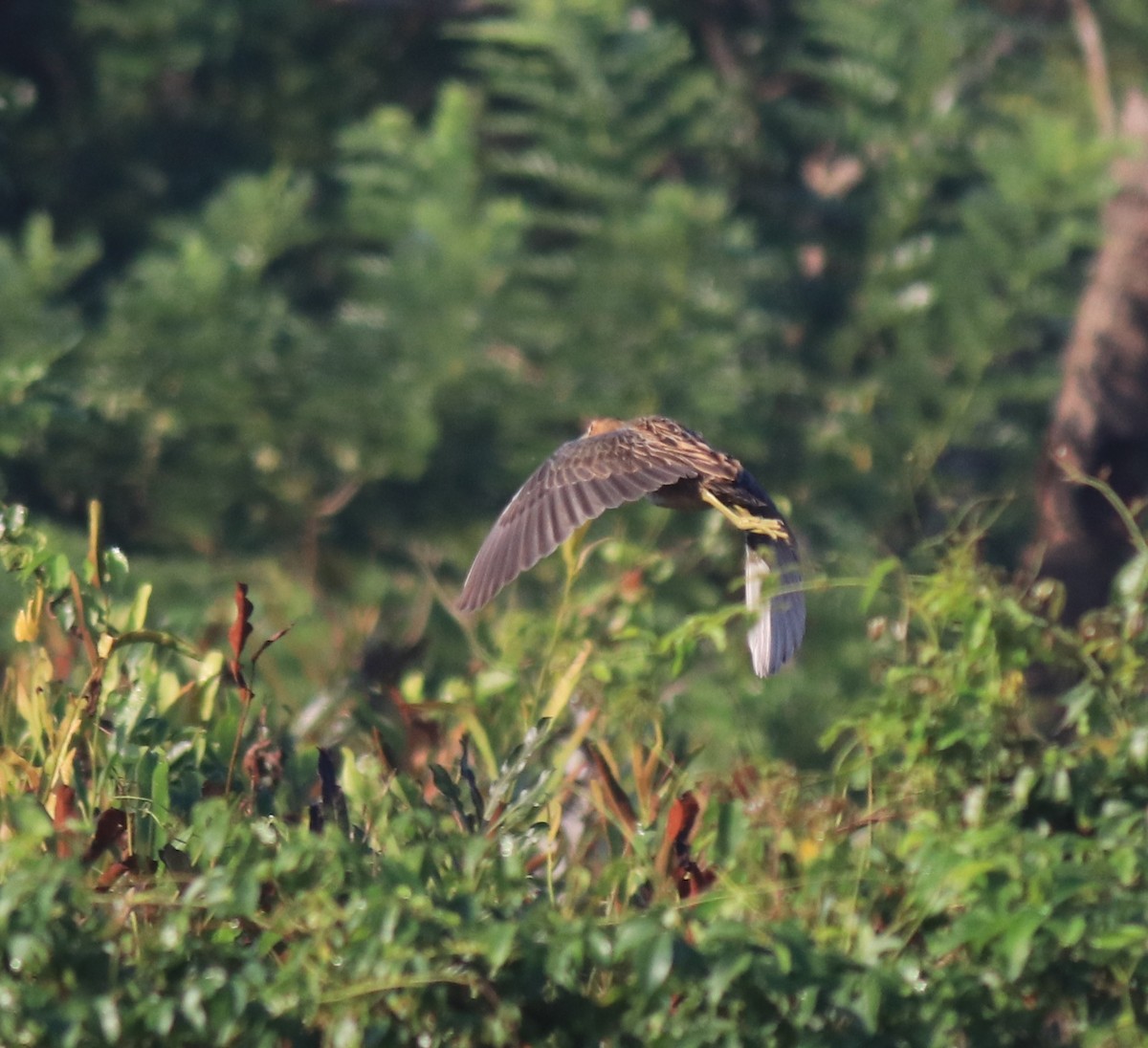 Watercock - ML652916042