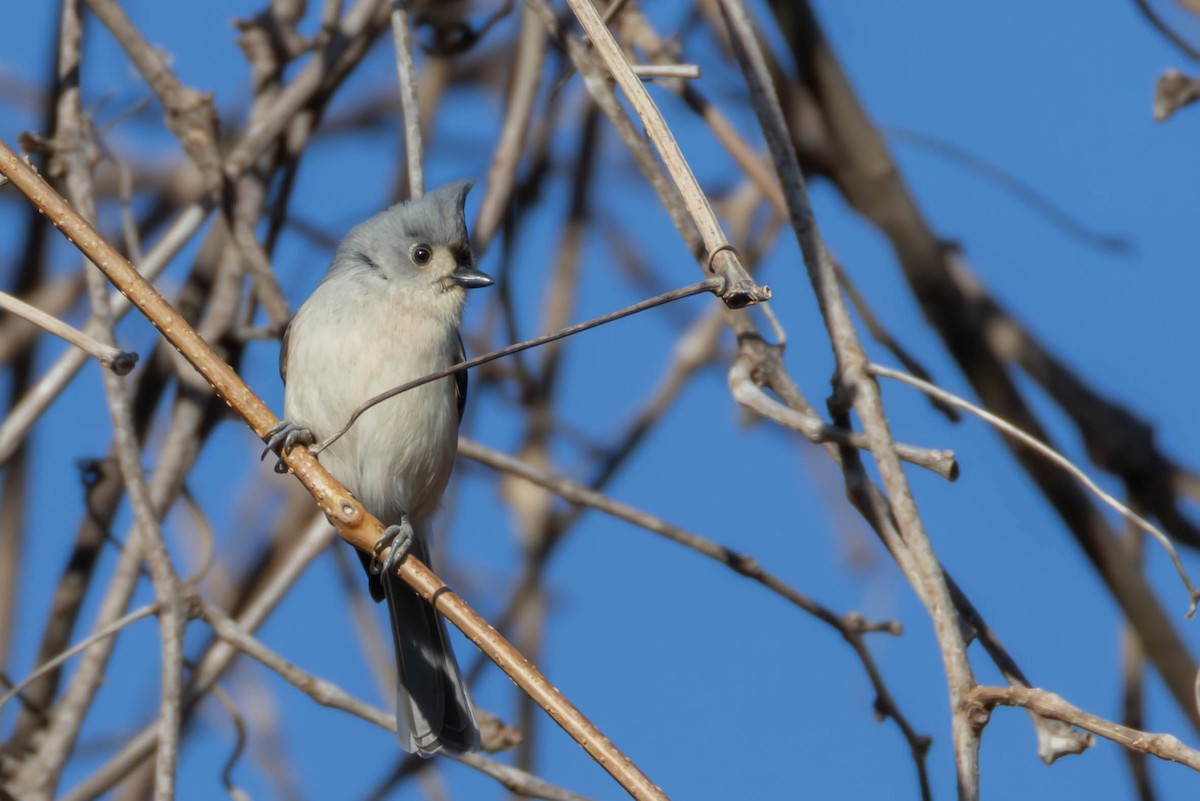 Tufted Titmouse - ML652916051