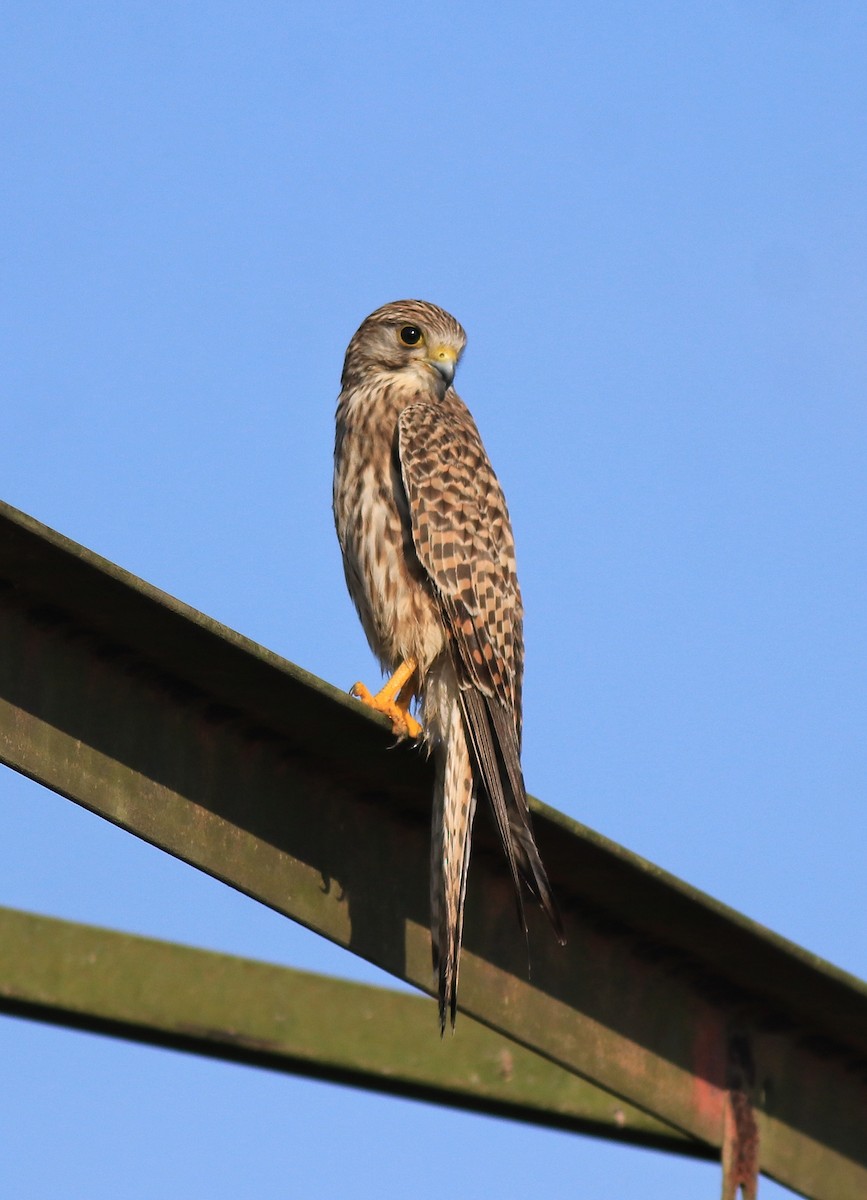 Eurasian Kestrel - ML652916274