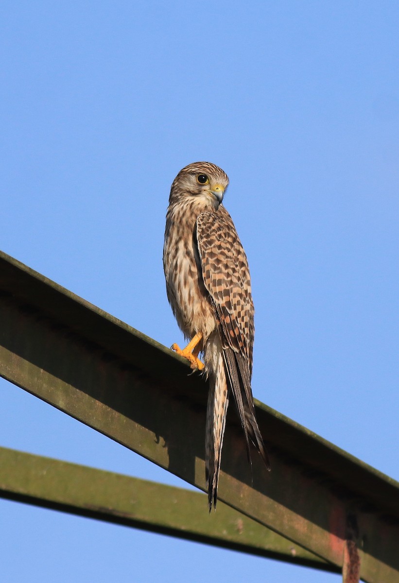 Eurasian Kestrel - ML652916275