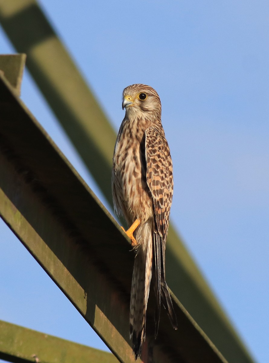 Eurasian Kestrel - ML652916276