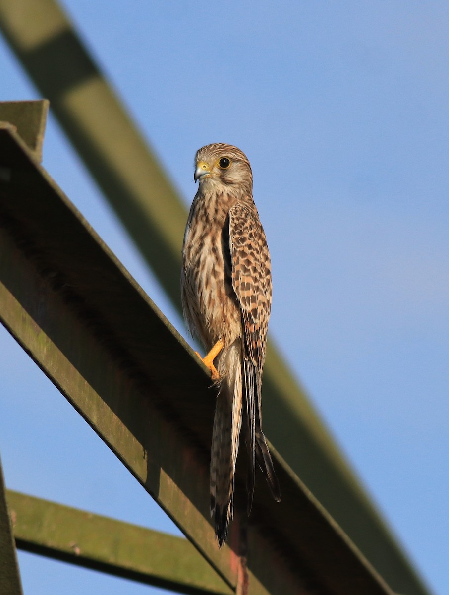 Eurasian Kestrel - ML652916277