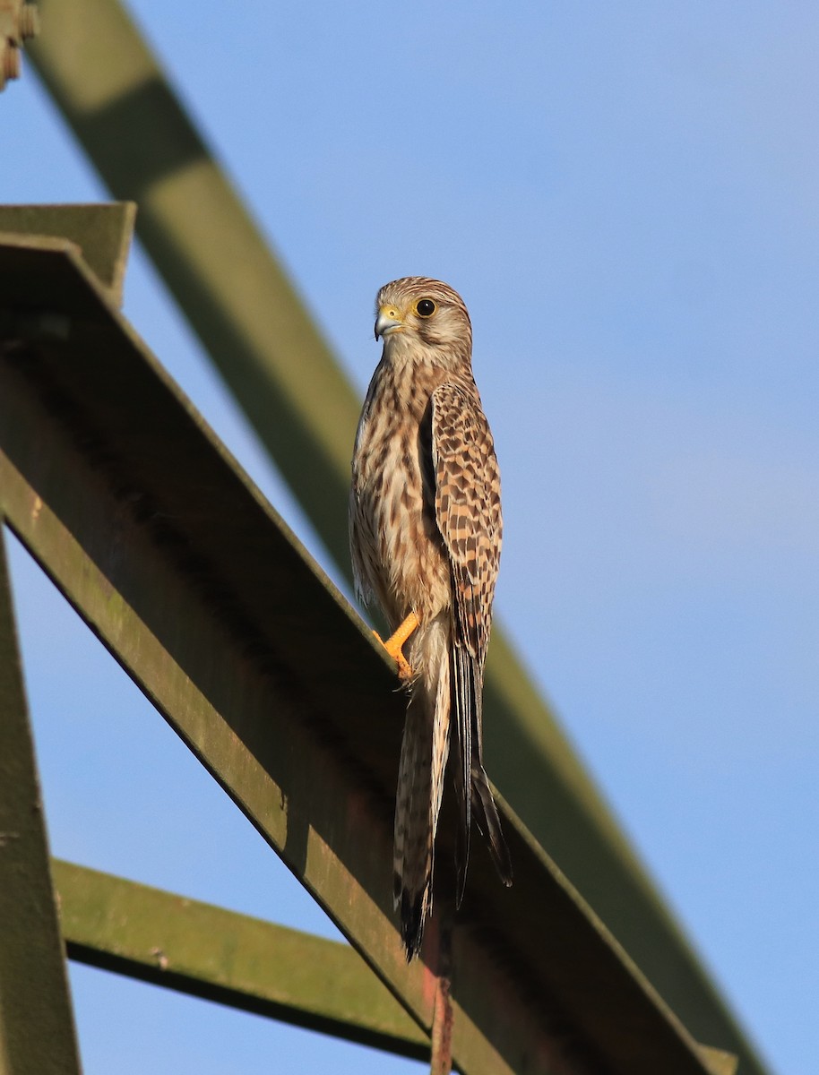 Eurasian Kestrel - ML652916278