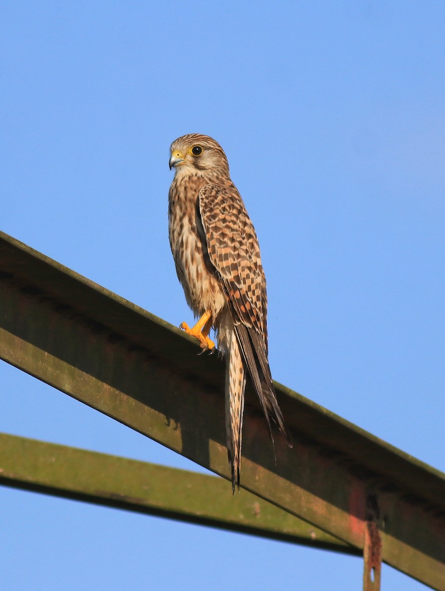 Eurasian Kestrel - ML652916279