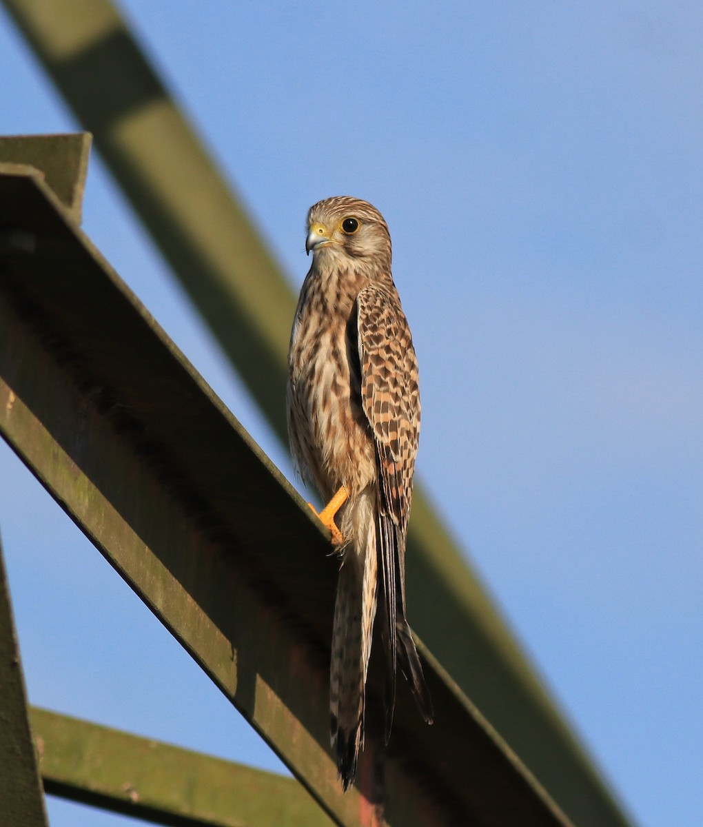 Eurasian Kestrel - ML652916280