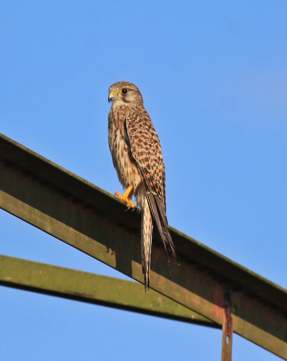 Eurasian Kestrel - ML652916281