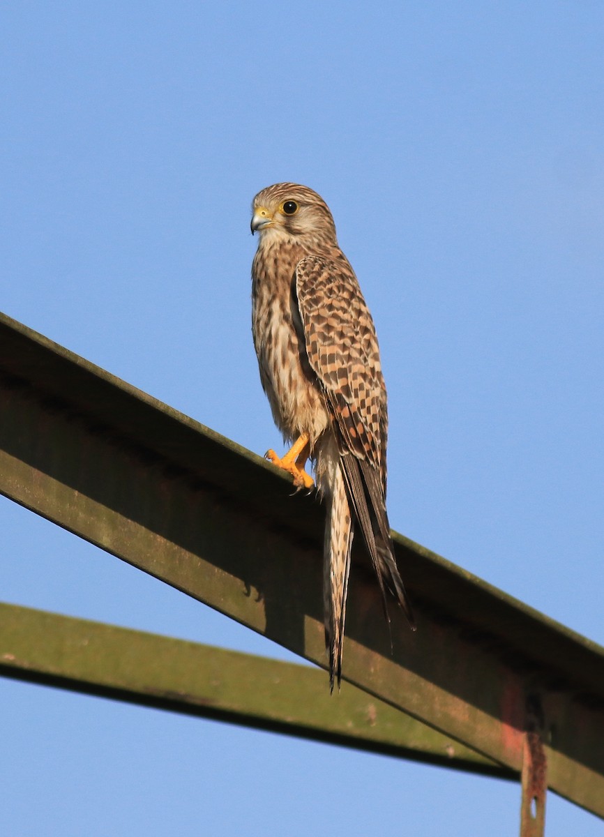 Eurasian Kestrel - ML652916282