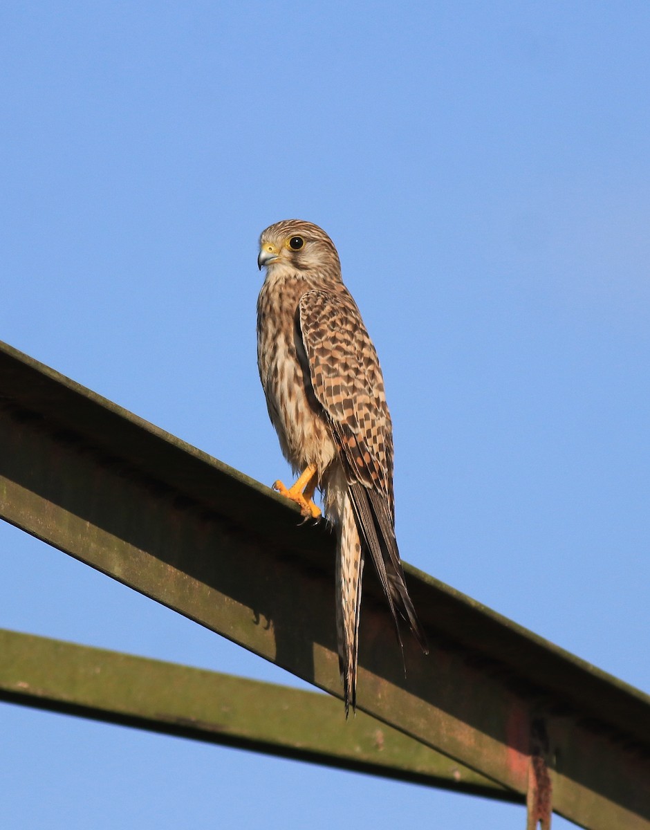 Eurasian Kestrel - ML652916283
