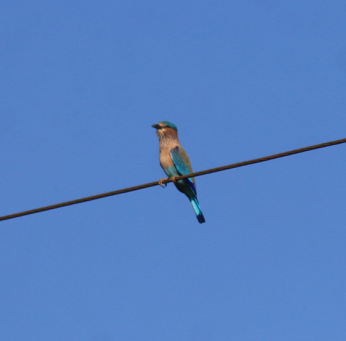 Indian Roller - ML652916564