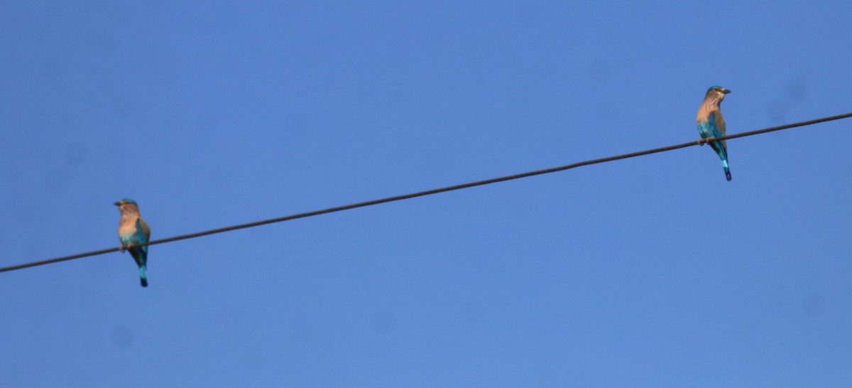 Indian Roller - ML652916565