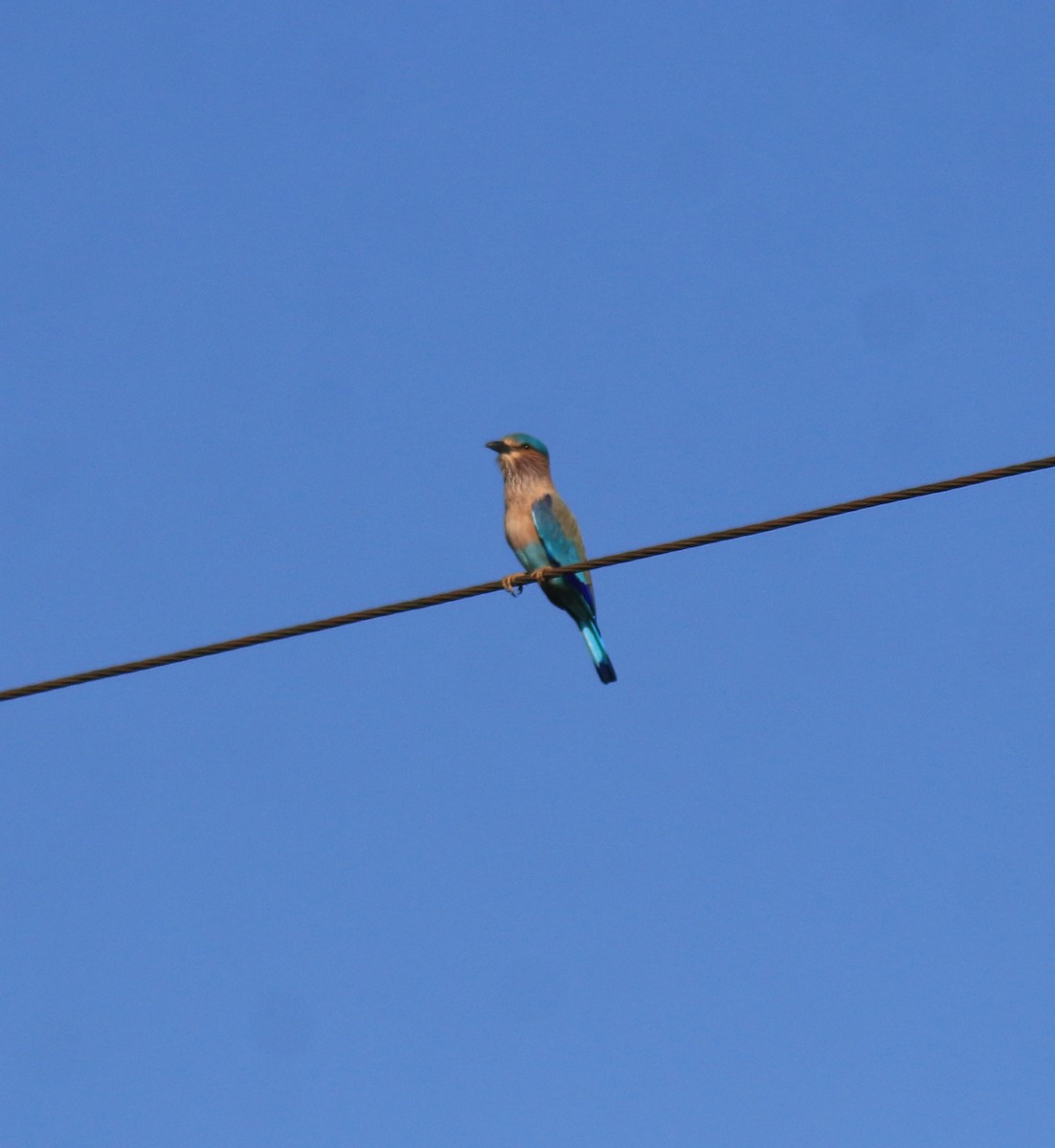 Indian Roller - ML652916566
