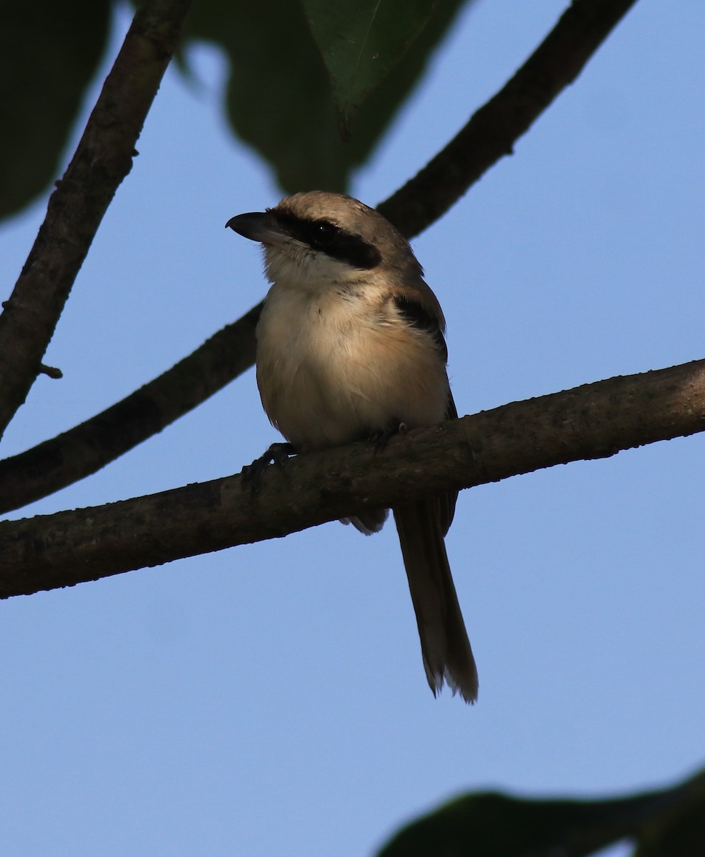 Long-tailed Shrike - ML652916580