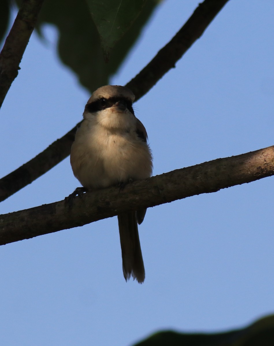 Long-tailed Shrike - ML652916581