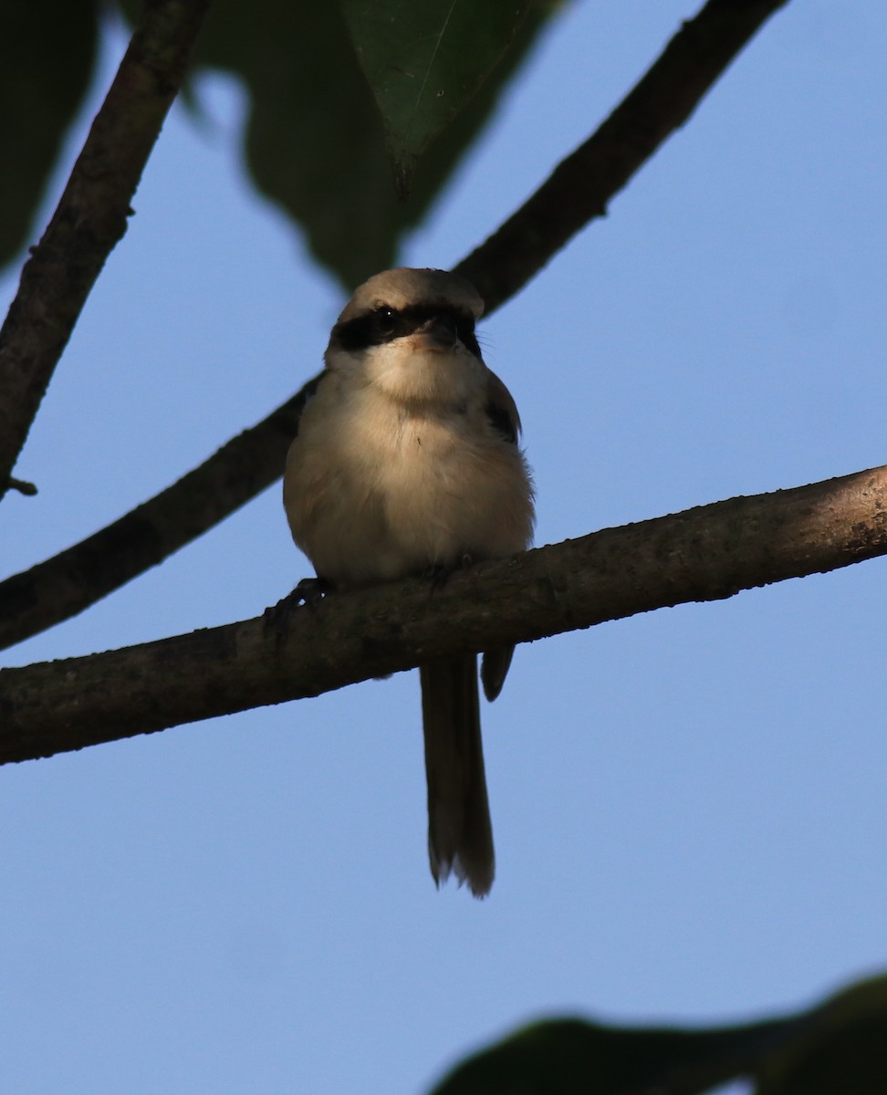 Long-tailed Shrike - ML652916582