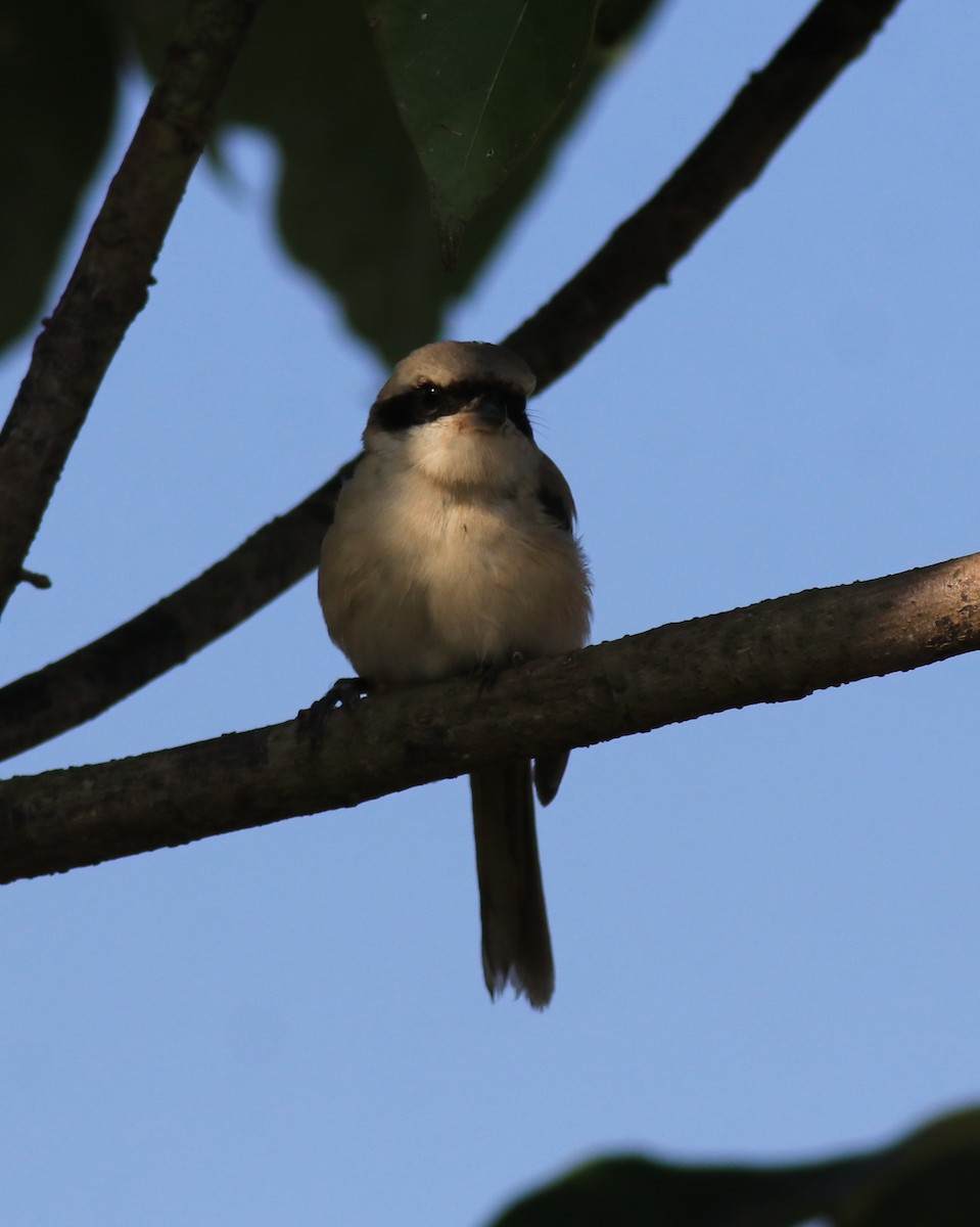 Long-tailed Shrike - ML652916583