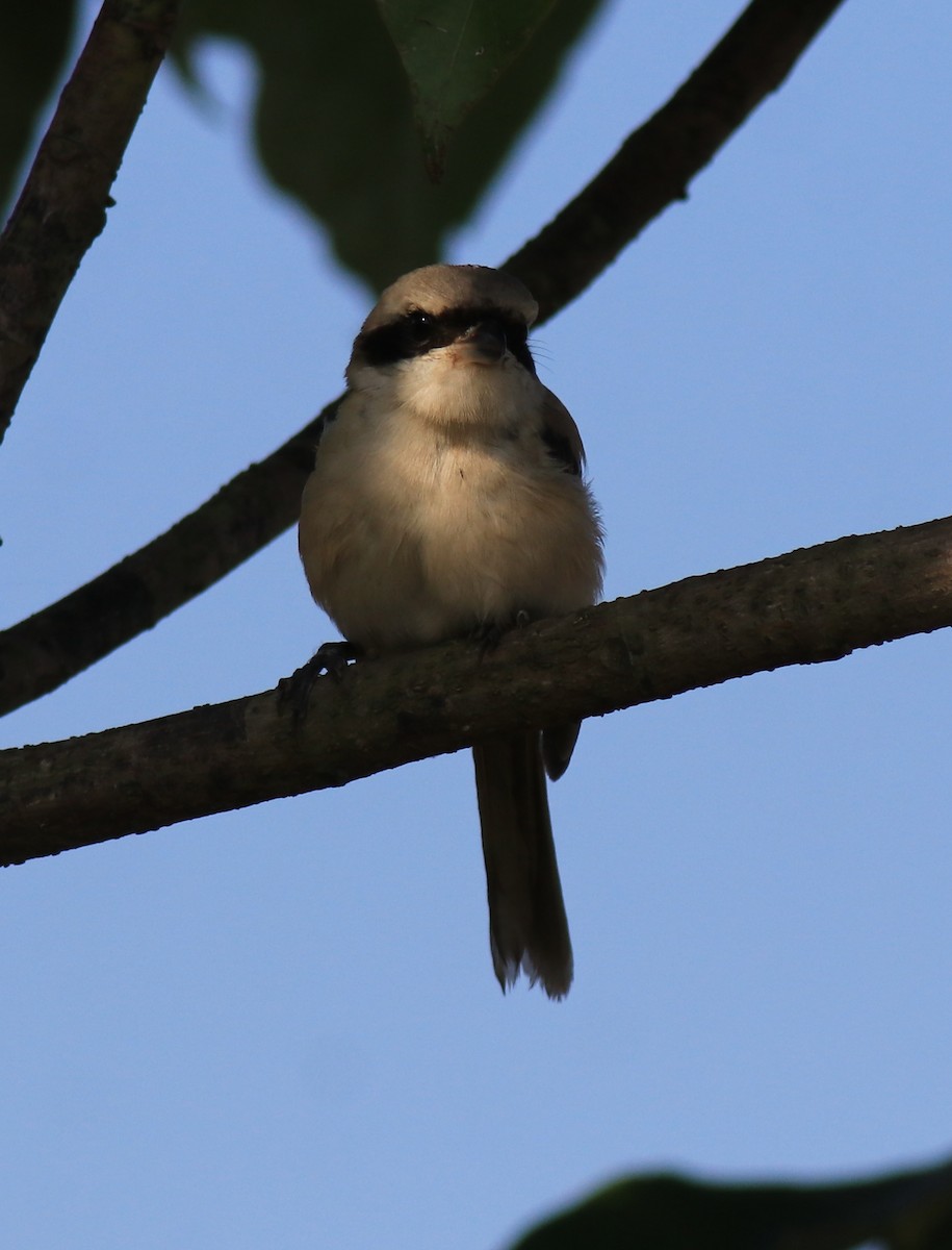 Long-tailed Shrike - ML652916584