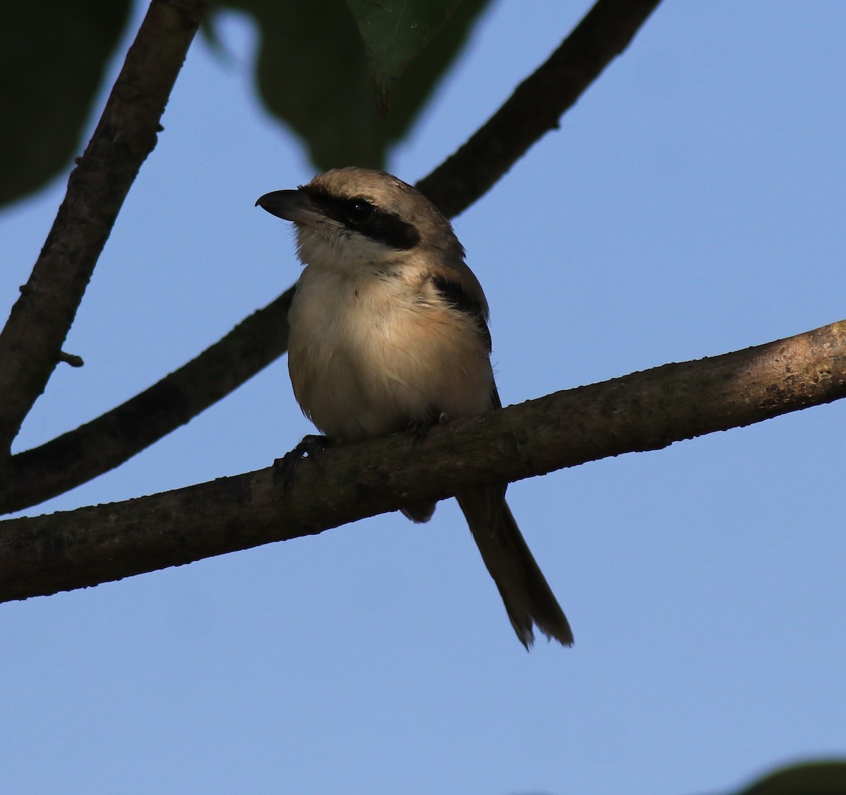 Long-tailed Shrike - ML652916585