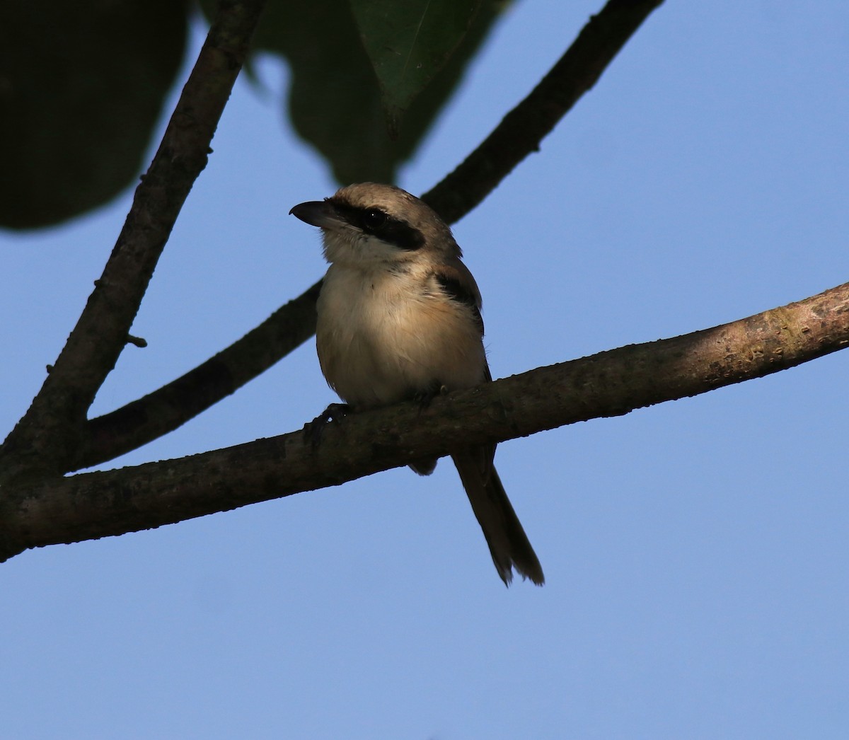 Long-tailed Shrike - ML652916586
