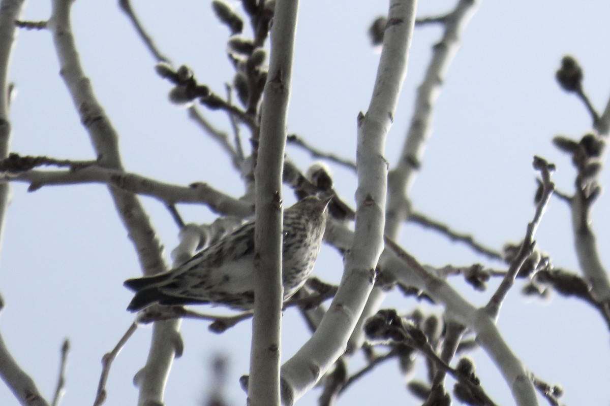 Pine Siskin - ML652916705