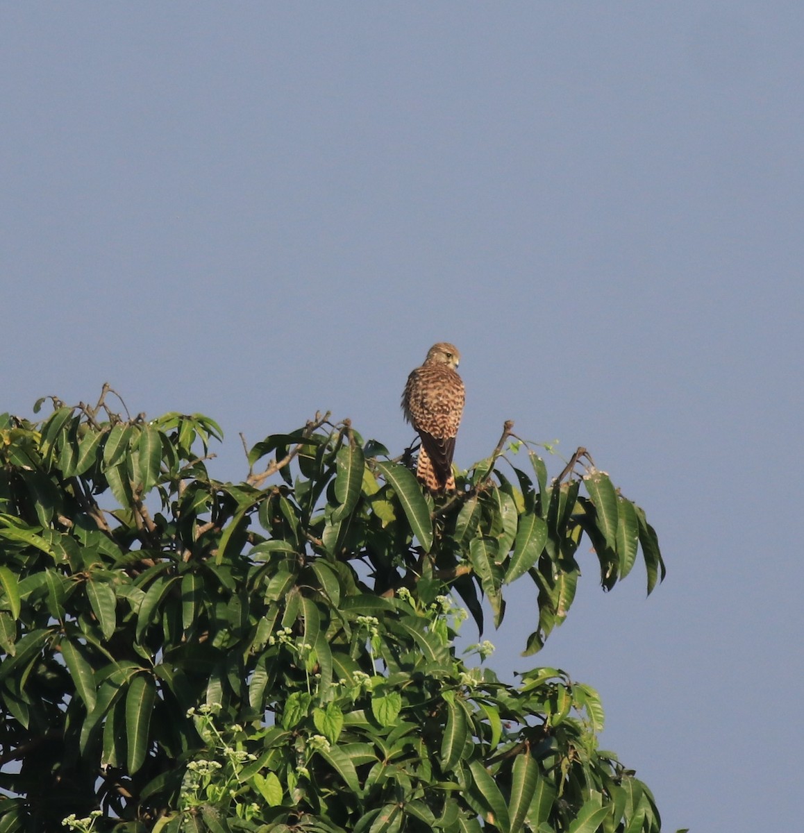 Eurasian Kestrel - ML652917463