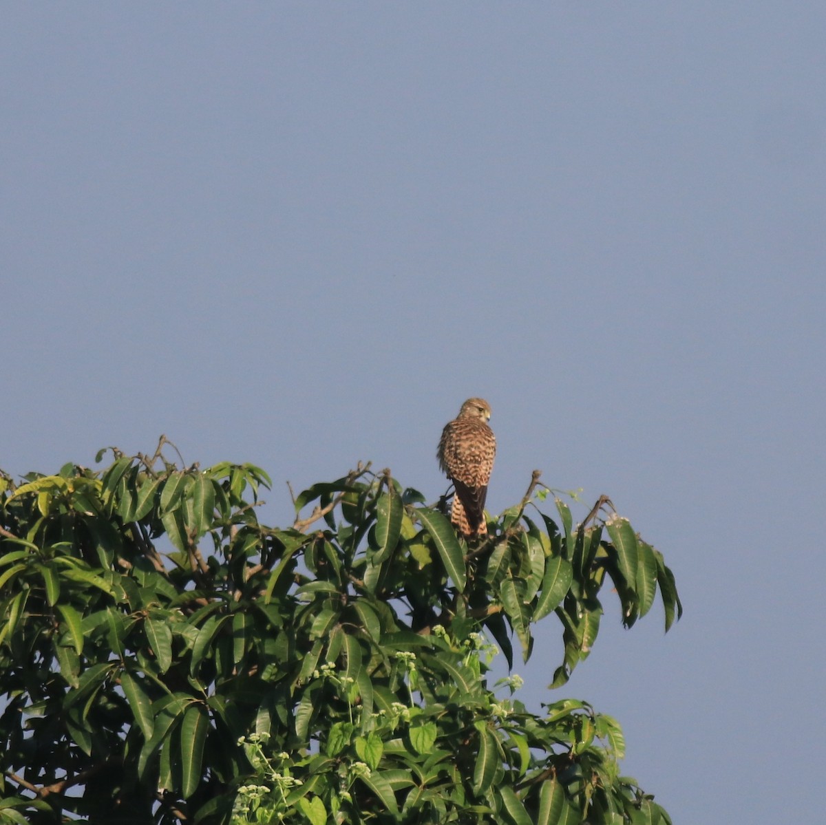 Eurasian Kestrel - ML652917464