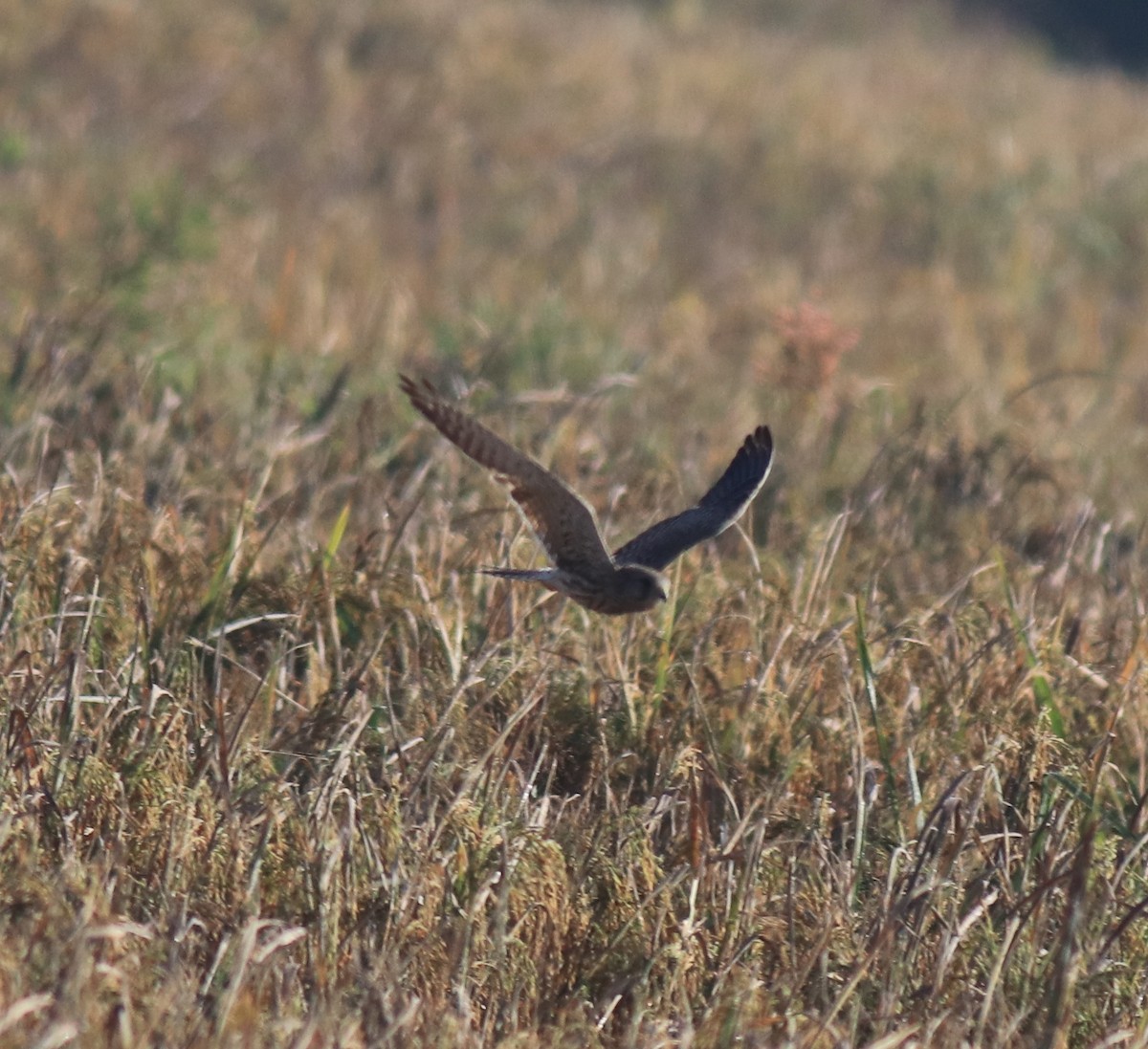 Eurasian Kestrel - ML652917465