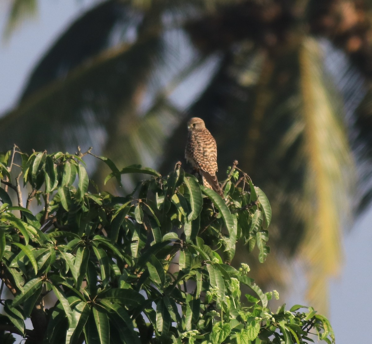 Eurasian Kestrel - ML652917466