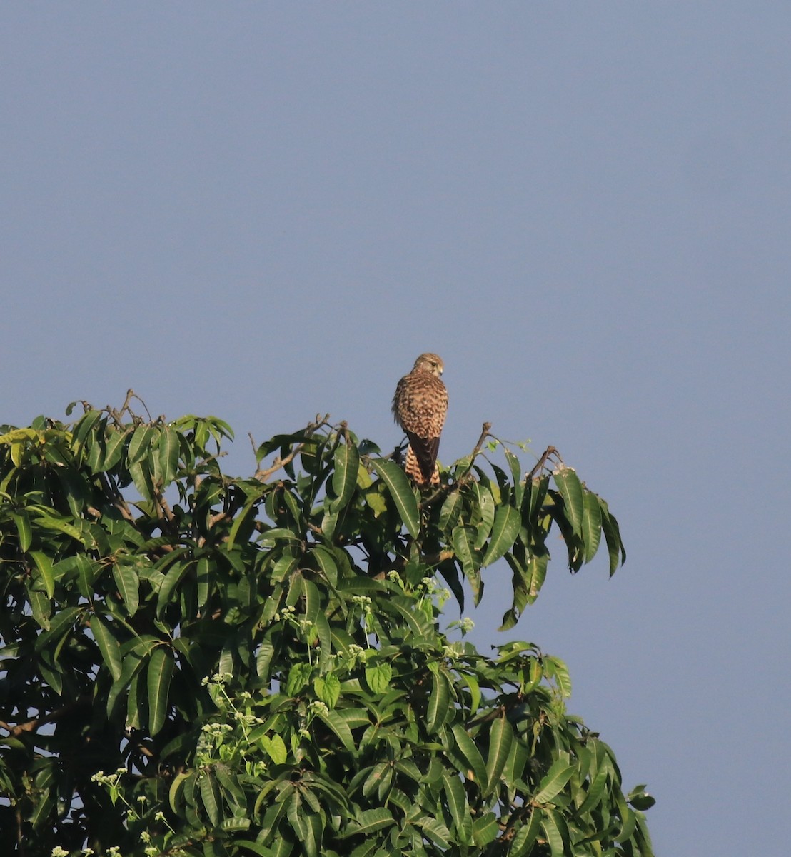 Eurasian Kestrel - ML652917467