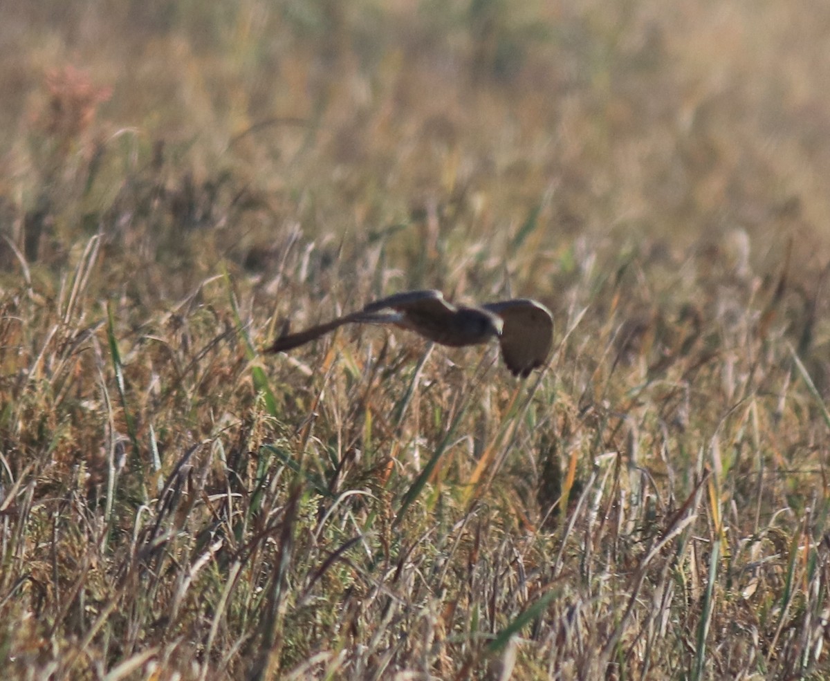 Eurasian Kestrel - ML652917468
