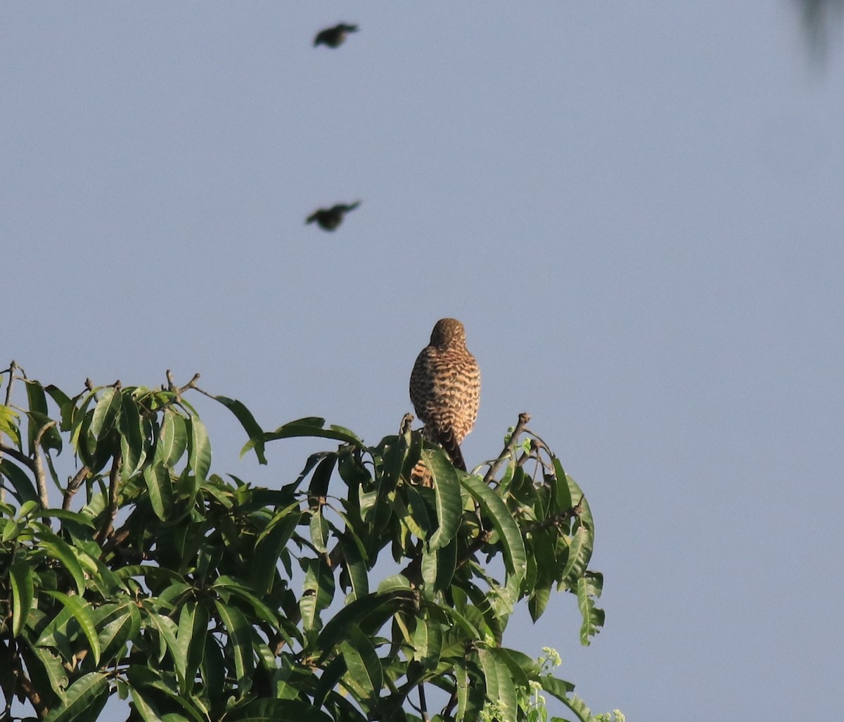 Eurasian Kestrel - ML652917469