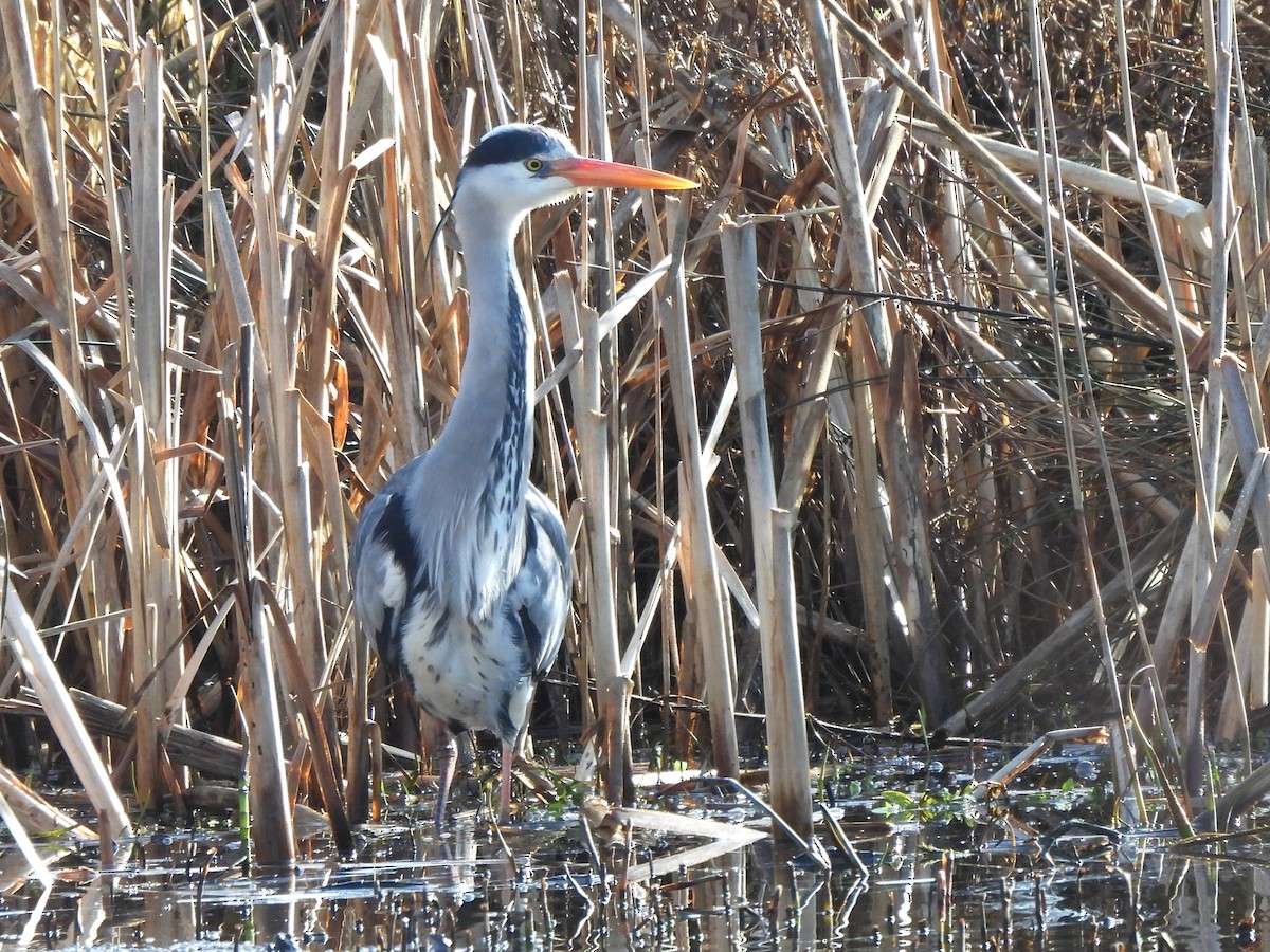 Серая цапля (cinerea/jouyi) - ML652917611