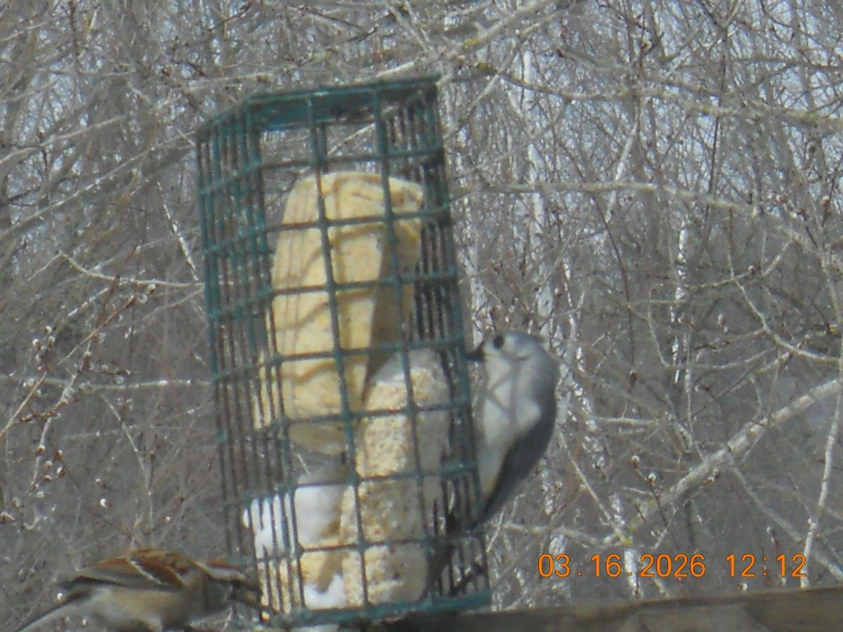 Tufted Titmouse - ML652917617