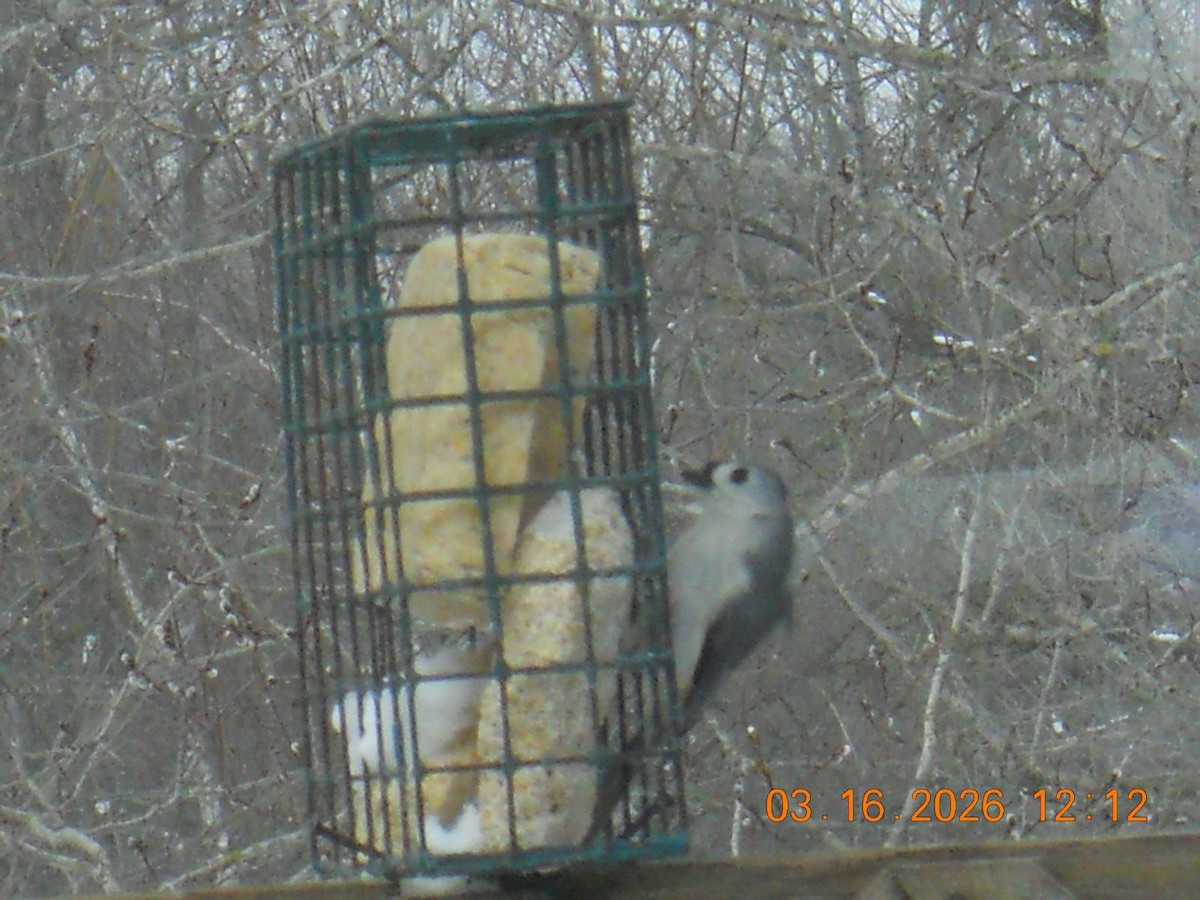 Tufted Titmouse - ML652917628