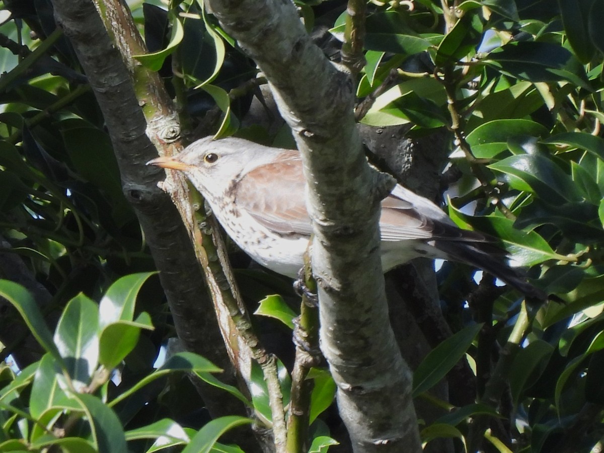 Рябинник - ML652917629