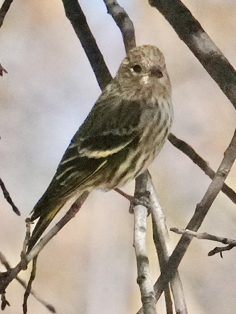 Pine Siskin - ML652917655