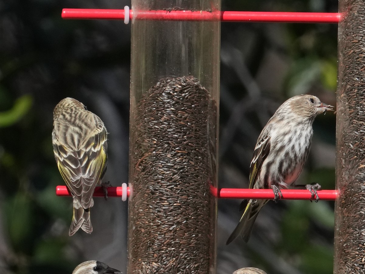 Pine Siskin - ML652917656