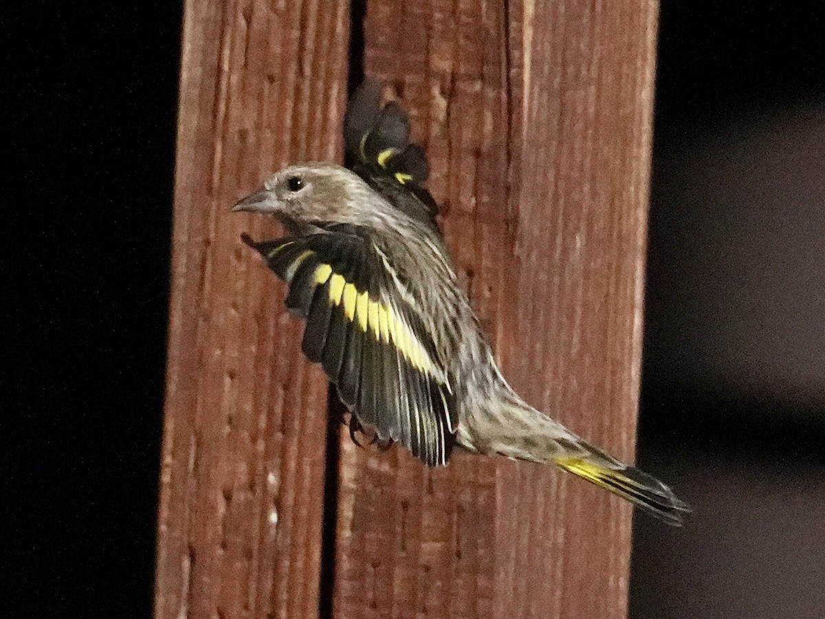 Pine Siskin - ML652917657