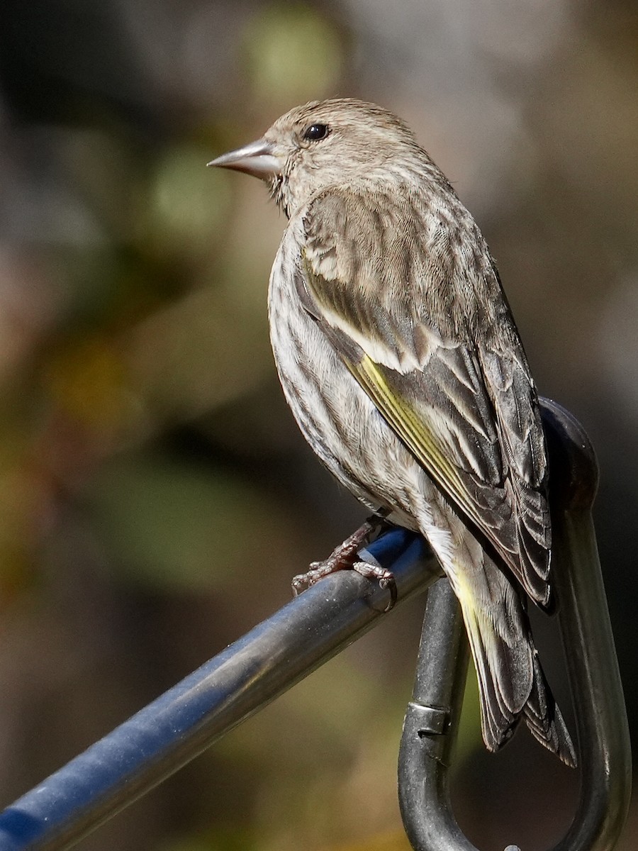 Pine Siskin - ML652917658