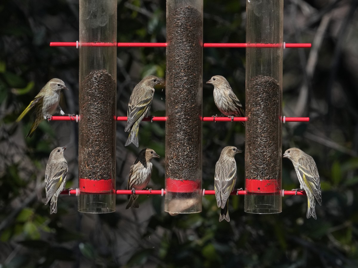 Pine Siskin - ML652917660