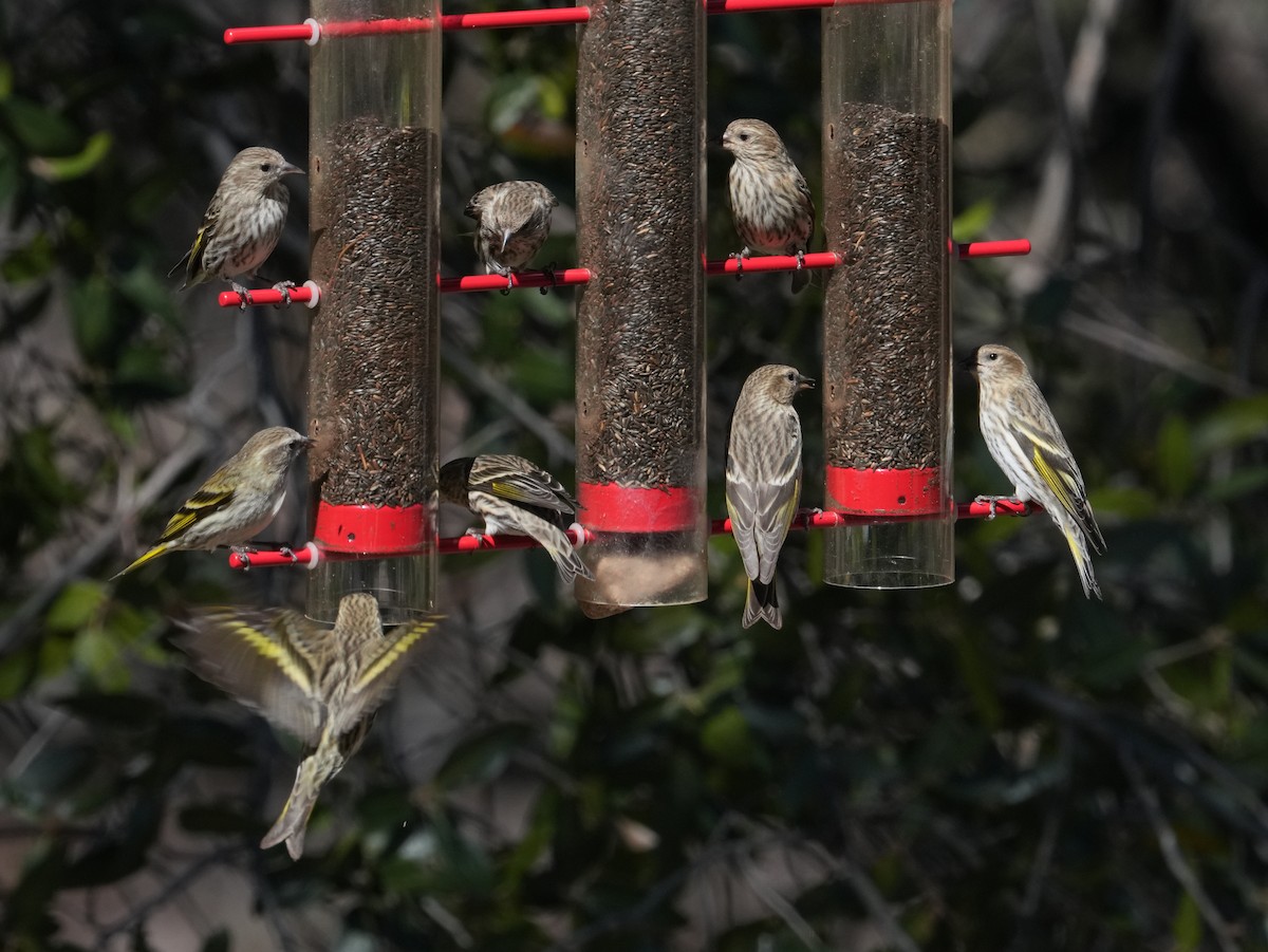 Pine Siskin - ML652917661