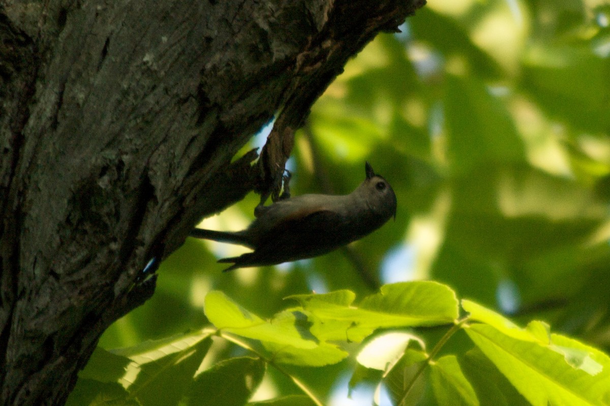 Tufted Titmouse - ML652917836