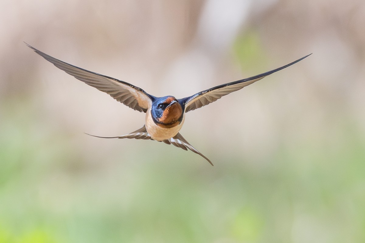 家燕 - ML652918072