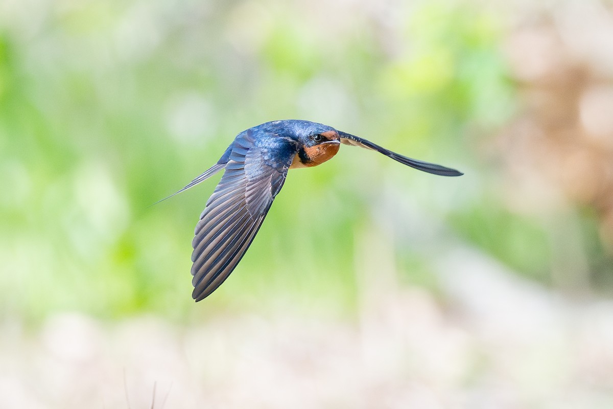 家燕 - ML652918092