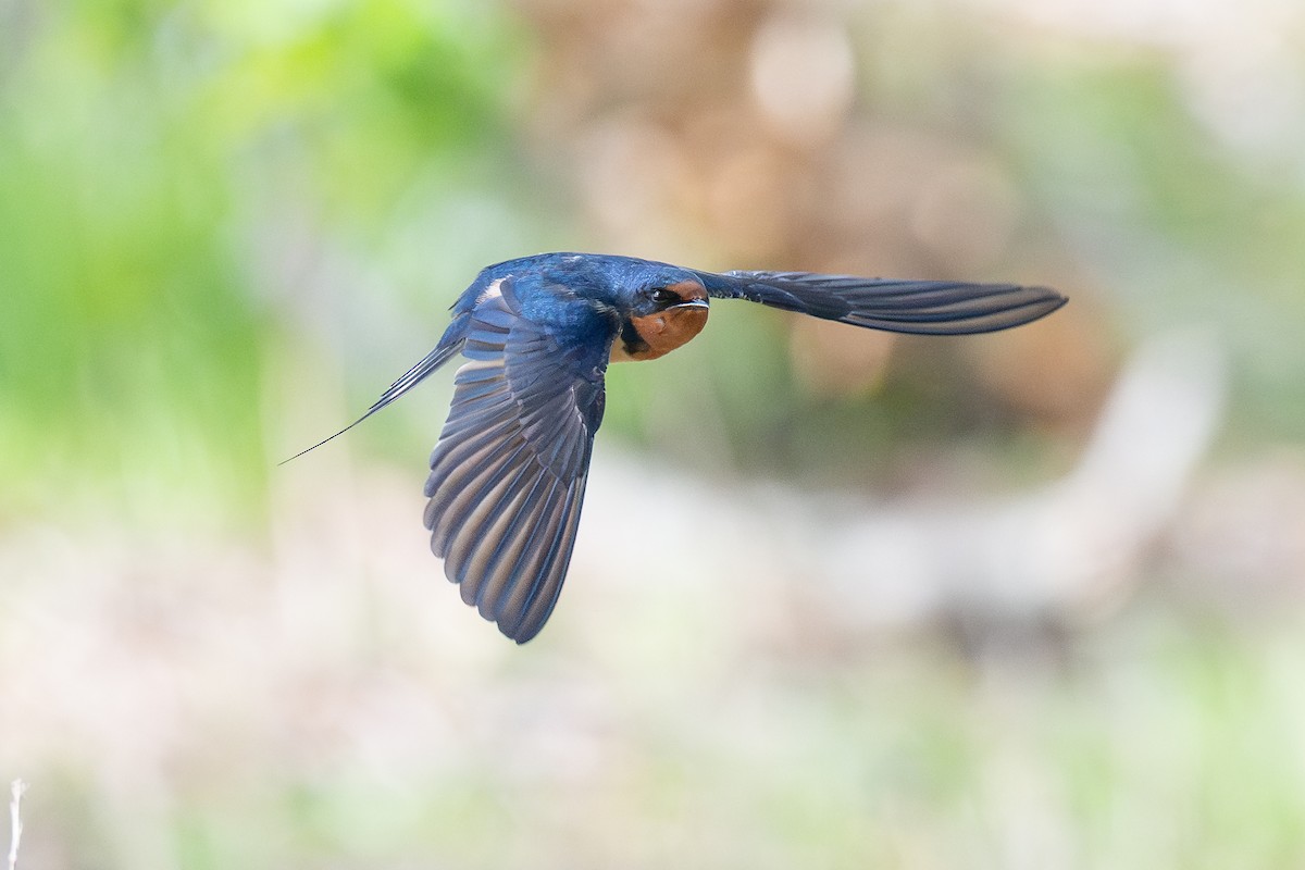 家燕 - ML652918101