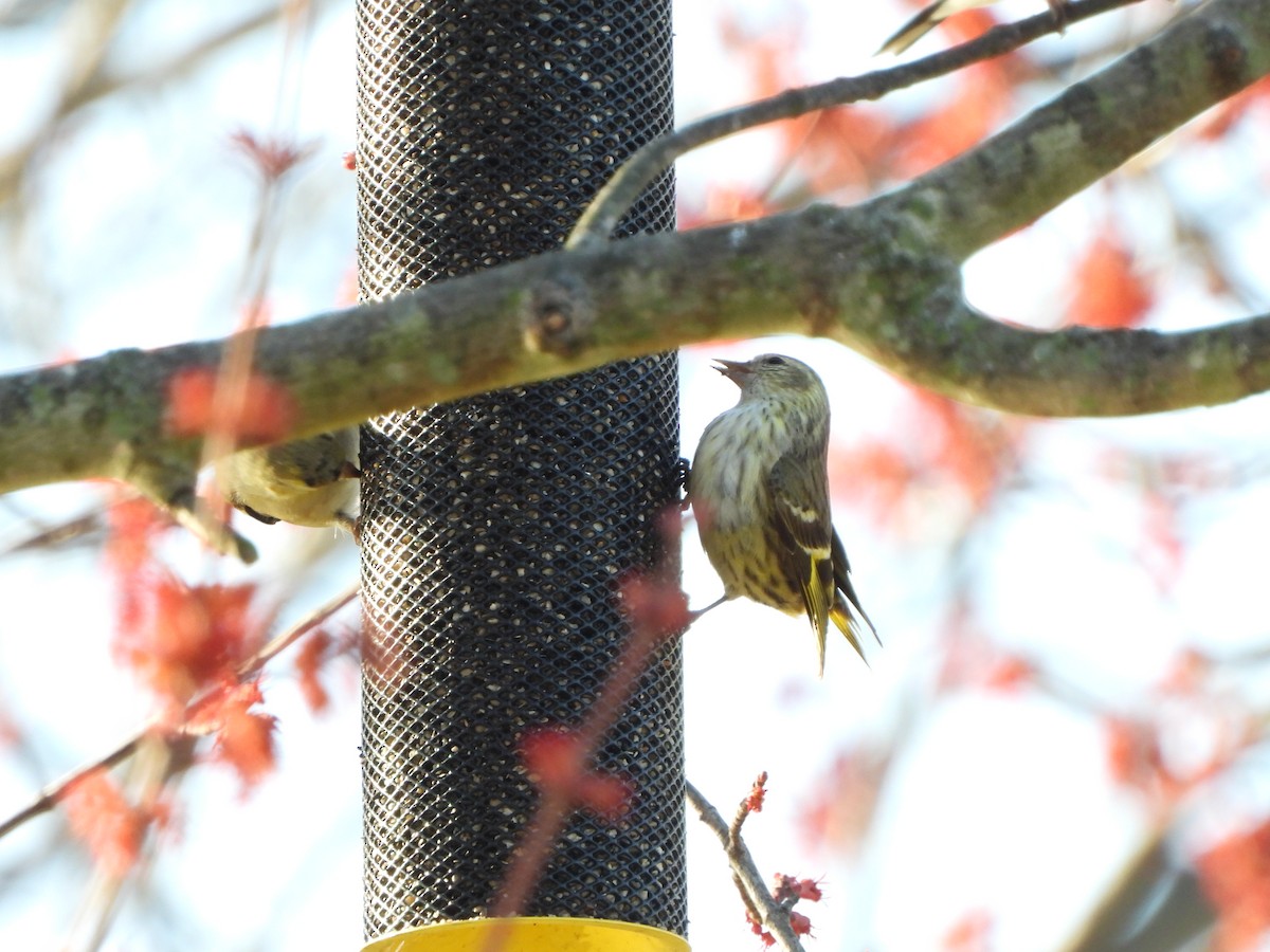 Pine Siskin - ML652918172