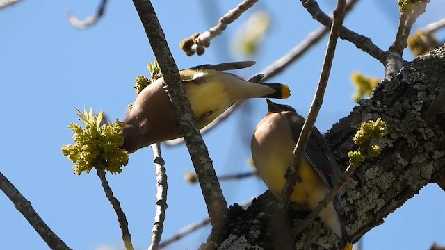 Cedar Waxwing - ML652918256